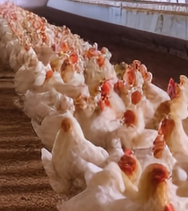 Product Instructions