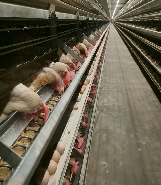 AFO Layer Cage System