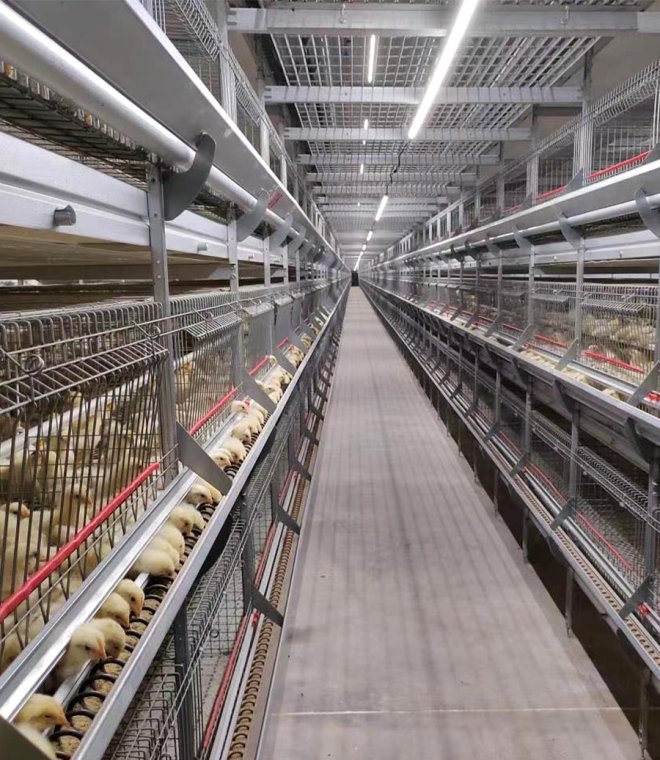 AFO Pullet Cage System