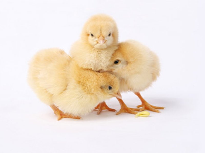 Chick vent sexing machine uses AI to reduce labor