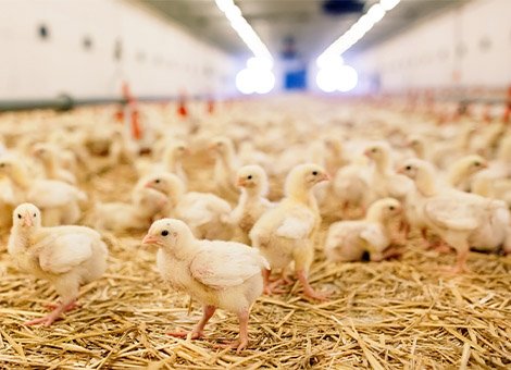 Better poultry nutrition analysis could reduce feed costs