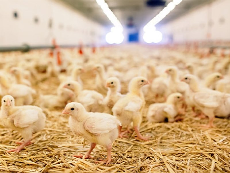 Better poultry nutrition analysis could reduce feed costs
